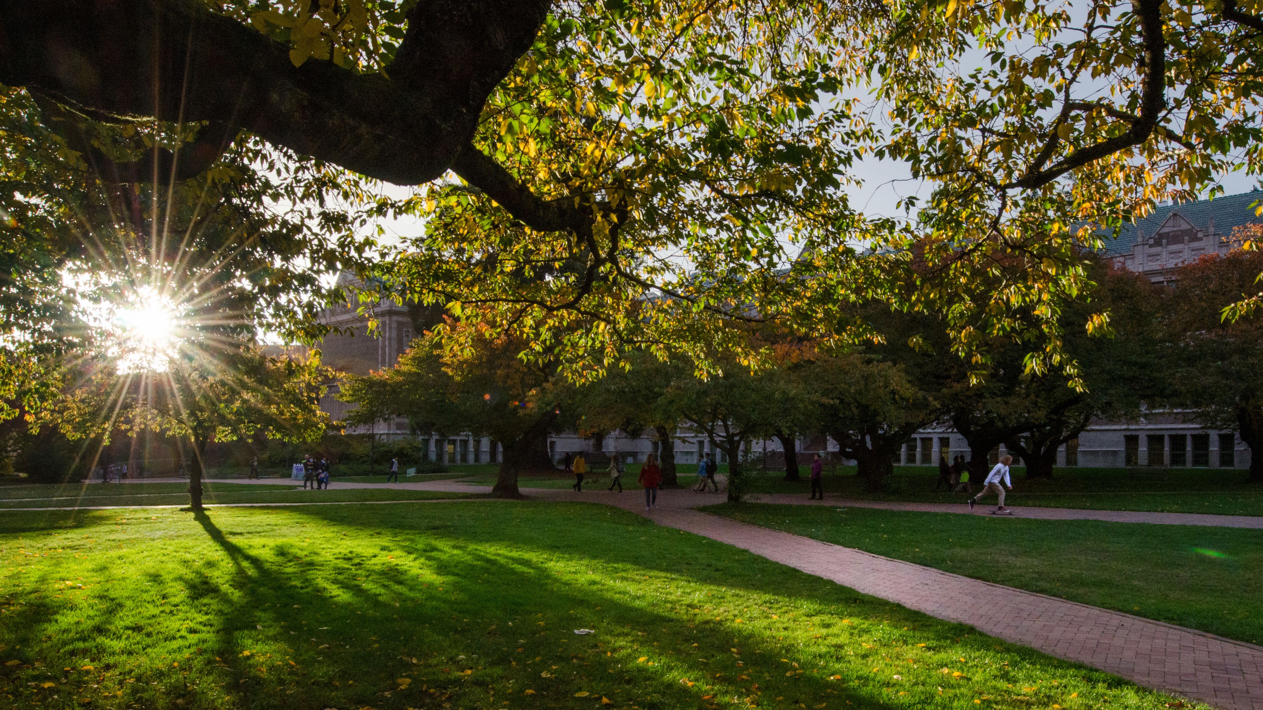 Sun flares through the spreading branches of a cherry tree on the University of Washington quadrangle. 