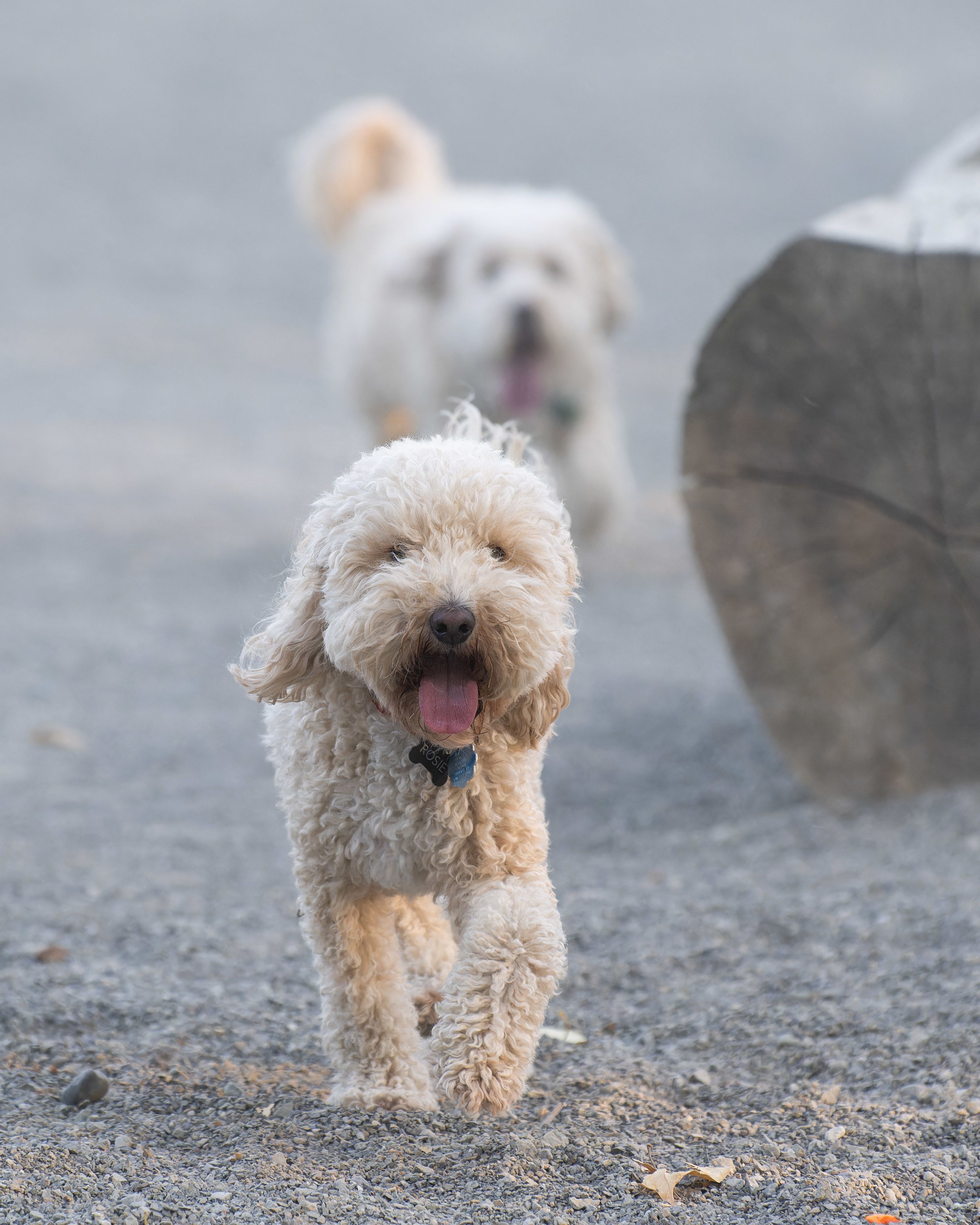 Two goldendoodles run toward the camera.