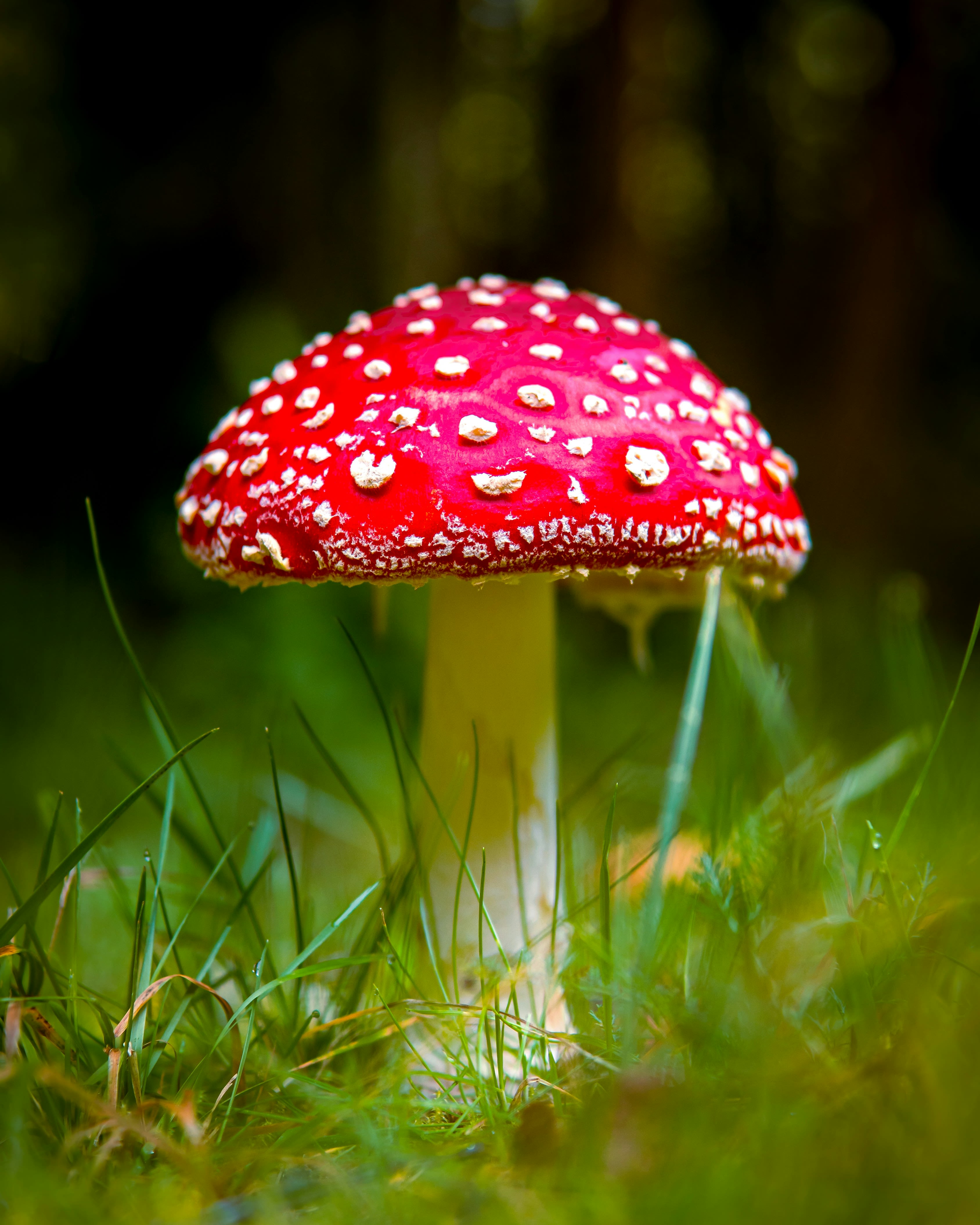 Red and white mushroom in green grass